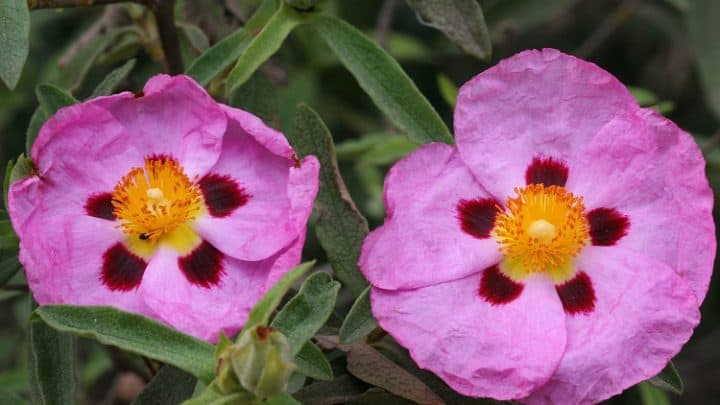 Cistus Plus – skład, opinie, cena