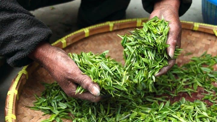 Tibettea Active Joint – komentarze, forum, gdzie kupić, opinie, cena